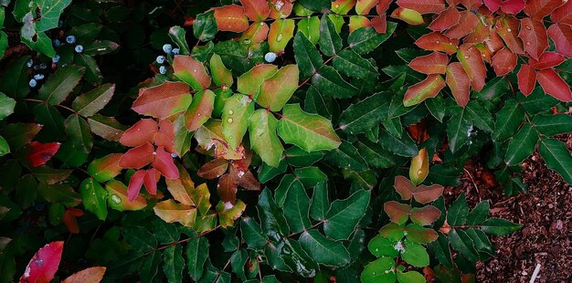 美しい自然の緑の植物