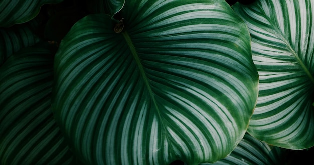 美しい自然の緑の植物