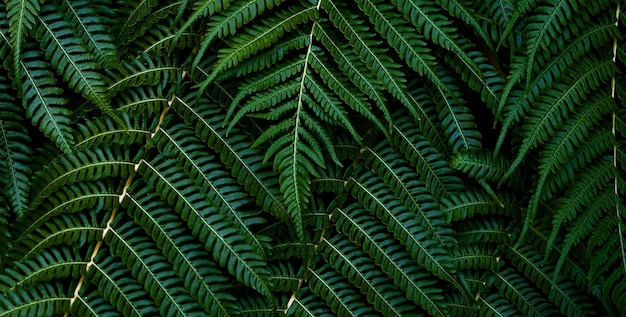 美しい自然の緑の植物