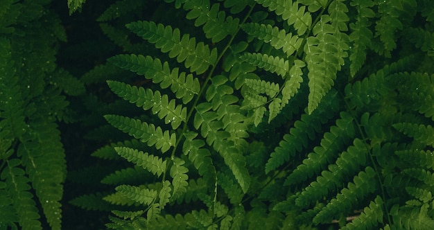 美しい自然の緑の植物