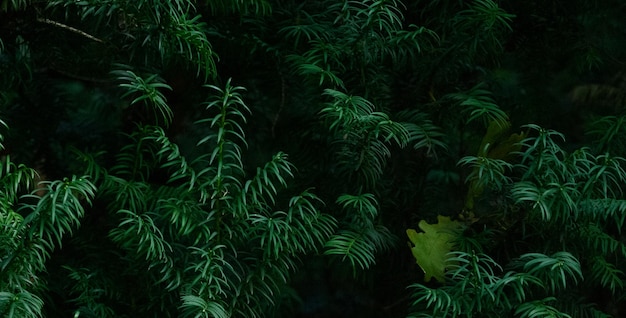 美しい自然の緑の植物