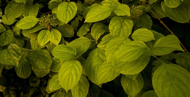 美しい自然の緑の植物