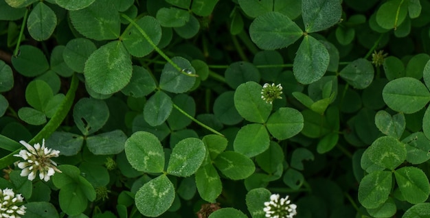 beautiful natural green plant