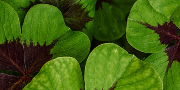 beautiful natural green plant