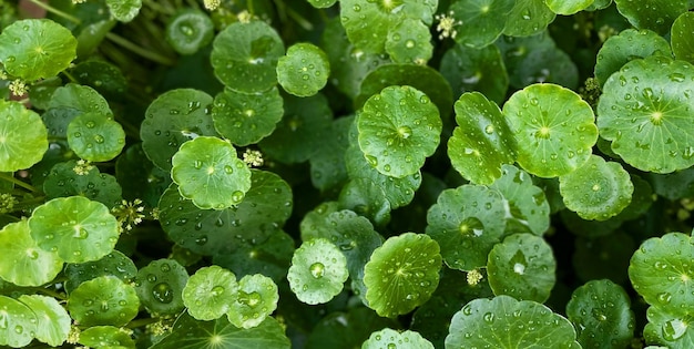 beautiful natural green plant