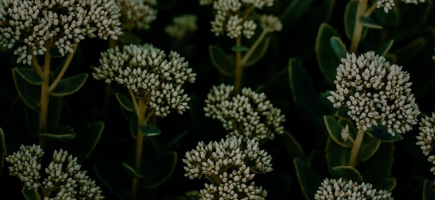 beautiful natural green plant