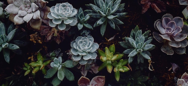 美しい自然の緑の植物