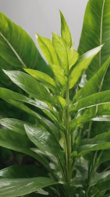 Beautiful natural green plant