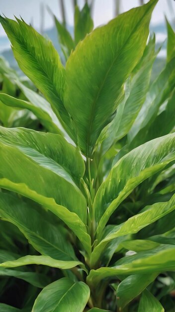 Beautiful natural green plant