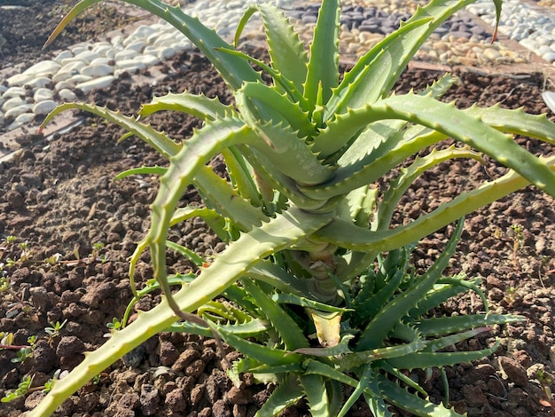 大きな棘とアロエの葉を持つ美しい自然の緑のとげのある薬用植物が育ちます