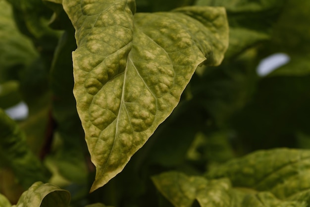 Photo beautiful natural green tobacco leaf in closeup detail natural background