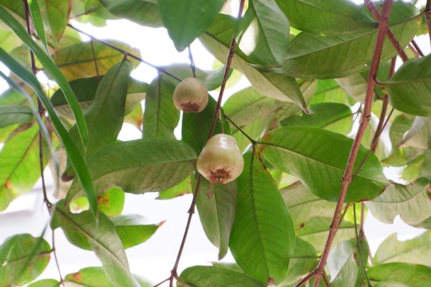 beautiful natural guava as background