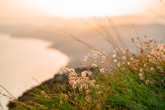 Photo beautiful natural landscape with fluffy grass in the foreground on the top of the mountains