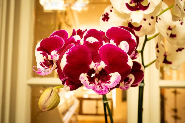 Photo beautiful natural orchids