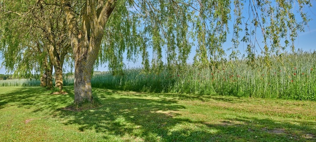 写真 野原の美しい自然公園の風景大きな木と背の高い植物完璧な夏の日に花が咲く屋外の自然風景の景色芝生に影を落とす外の大きな木