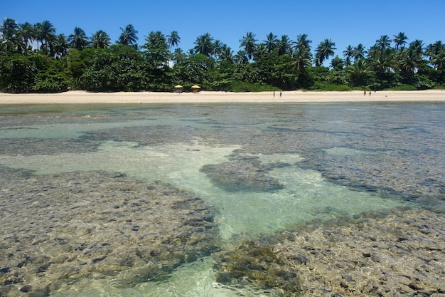 Красивые природные бассейны с кристально чистой водой во время отлива на пляже Морро-де-Сан-Паулу Баия, Бразилия