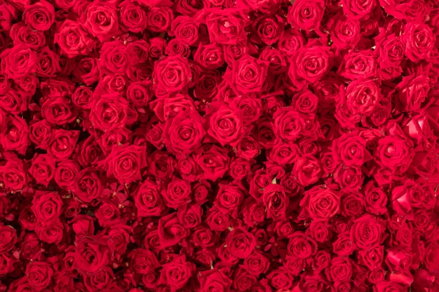 Beautiful natural red roses pattern background 