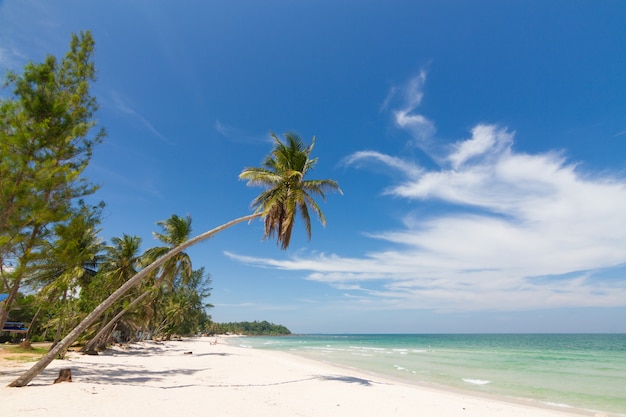 Beautiful natural scenery with beach, coconut palms and blue sky