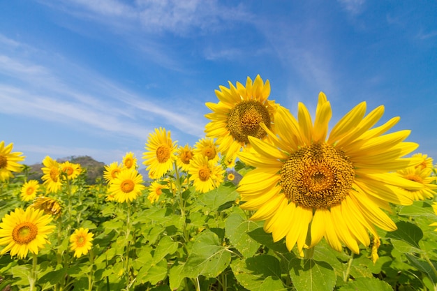 Beautiful natural scenery with sunflower fields.
