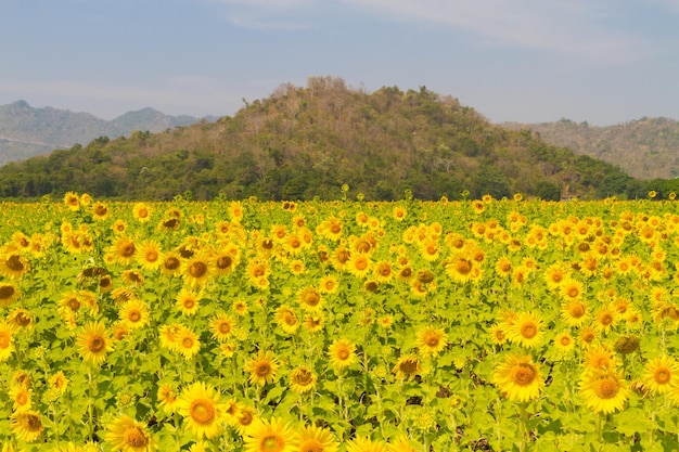 Beautiful natural scenery with sunflower fields