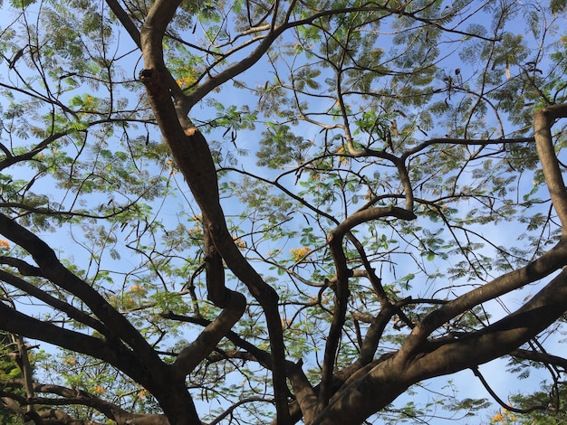 Beautiful natural trees and leaves background