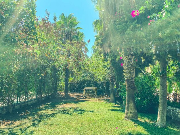 Beautiful natural tropical green palm trees with leaves in a holiday resort