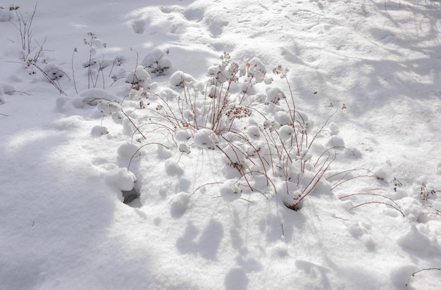 美しい自然の冬のシーン。乾いた草の茂みと流行の影のある畑の冬の風景。