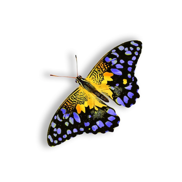 Beautiful natural yellow butterfly with blue spots isolated on white background