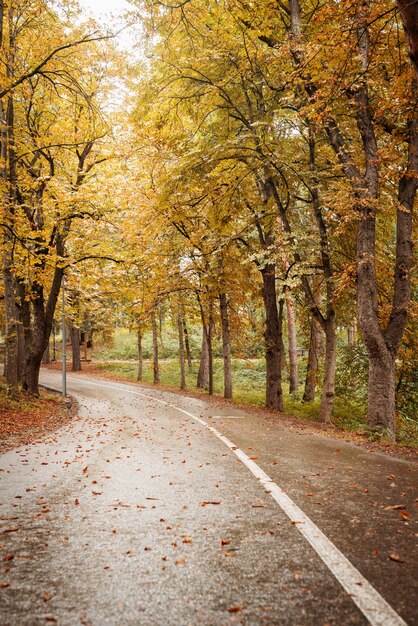 Beautiful nature. Autumn. road in yellow autumn forest