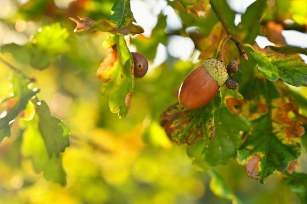 Beautiful nature background for autumn time fruits of the oak\
tree quercus robur