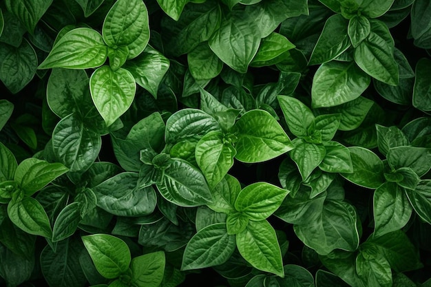 Beautiful nature background from tropical green leaves with detailed texture