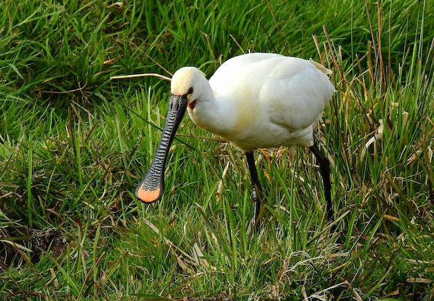 Bellissimo sfondo natura grande garzetta bianca