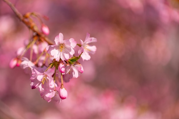 美しい自然の背景、心に強く訴える春の花、満開の桜の花のクローズ アップ