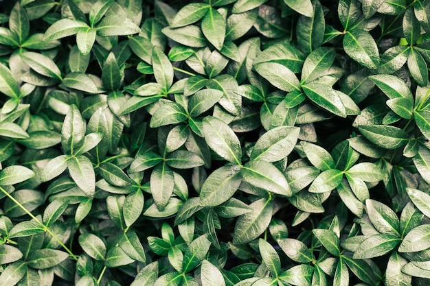 Beautiful nature background made of periwinkle leaves or green tropical leaves with detailed texture...