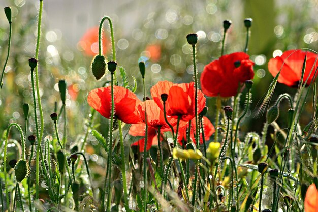 Beautiful nature background poppies in the field