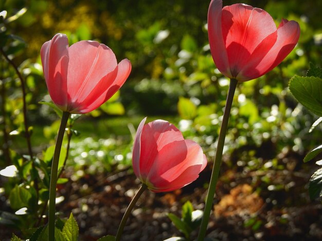 Beautiful nature background red tulips in the garden