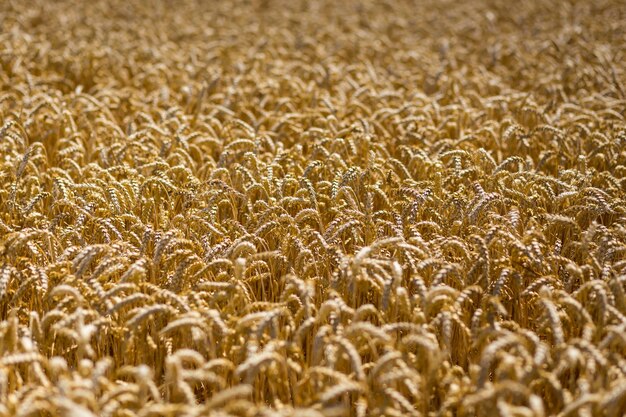 Beautiful nature background of ripening ears of meadow golden wheat field as harvest concept