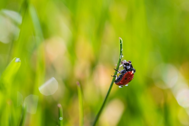 Beautiful nature background with morning fresh grass and ladybug. Grass and spring summer meadow