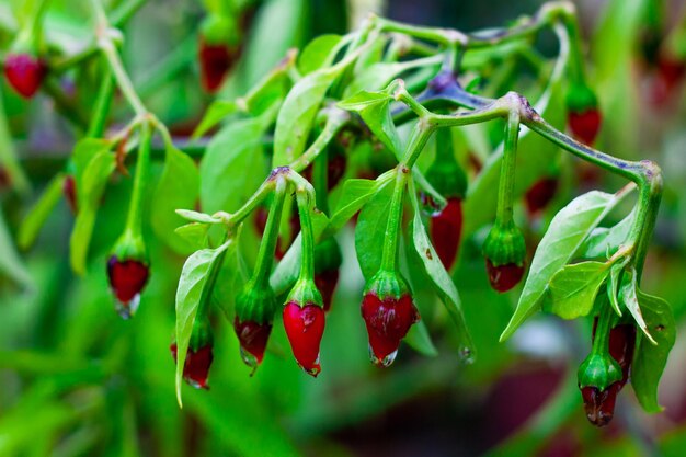 写真 赤いホップのコショウと美しい自然の背景 植物は雨の後の水滴の中にあります