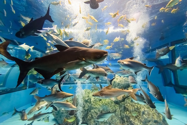 タイの淡水魚の多くの種のための大きな水族館の中の美しい自然の青い水中世界