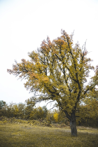 Foto splendida natura in una luminosa giornata di sole