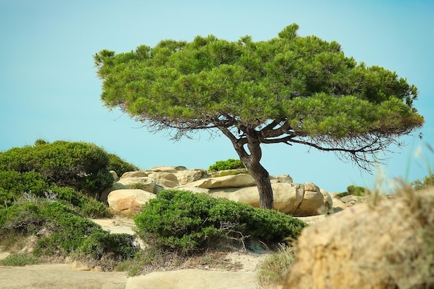 ギリシャの背景に海沿いの美しい自然