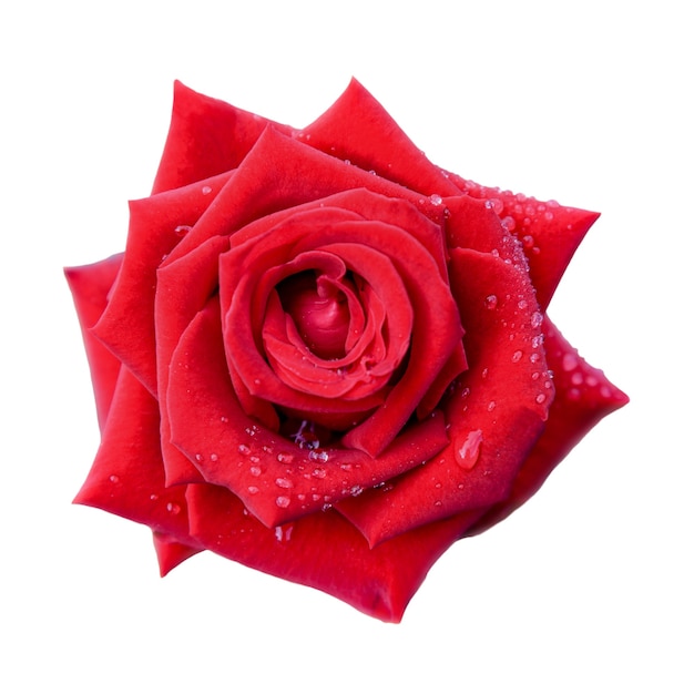 Красивая природа крупным планом на вершине красной розы, цветущей на изолированном белом фоне