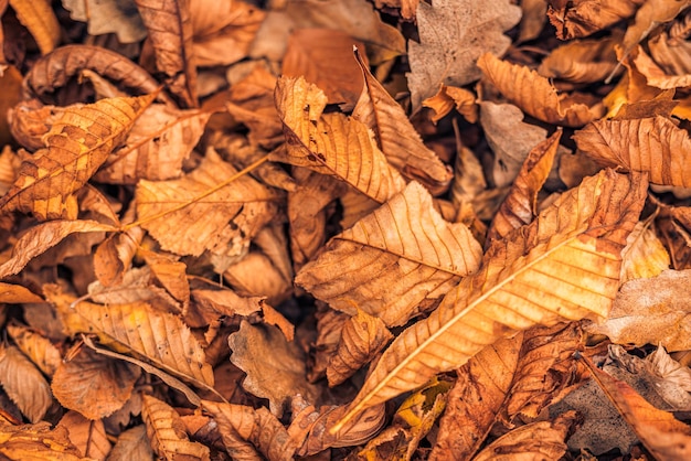 Beautiful nature closeup. Gold orange fall leaves in park, autumn natural background peaceful