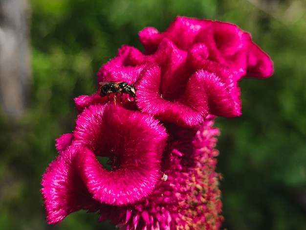 Beautiful Nature Flower Plant Environment