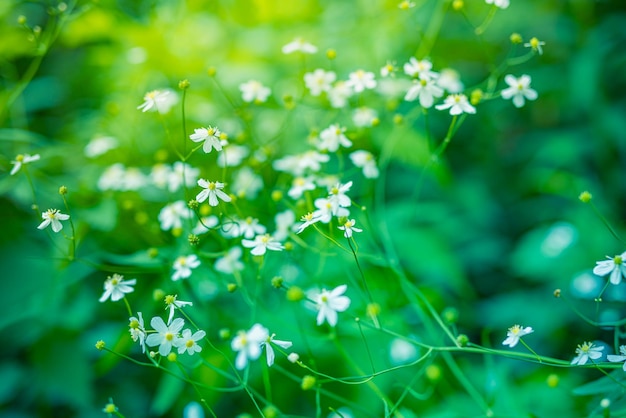 美しい自然の花。ソフト グリーン ブルー サンセットの草の牧草地の抽象的な日没フィールド風景