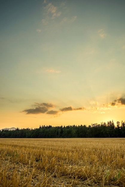 写真 美しい自然は壮大な夕方の空の下で収された小麦畑です