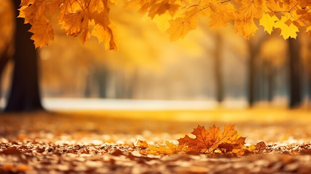 Beautiful nature landscape autumn yellow leaves of oak tree in autumn park