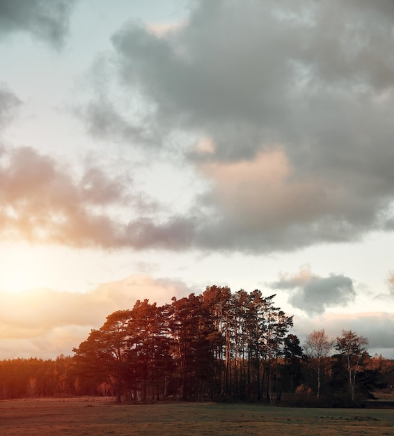 Beautiful nature landscape in the evening Trees and sunset sky