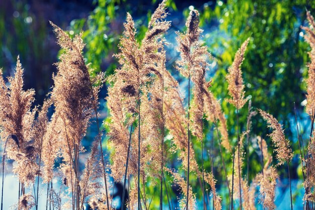 Beautiful nature landscape. Lakeshore with grass